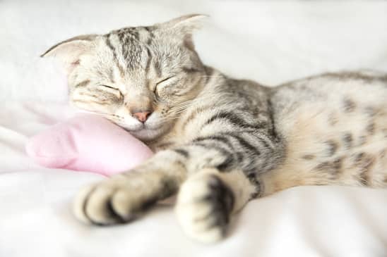 Katzensofa